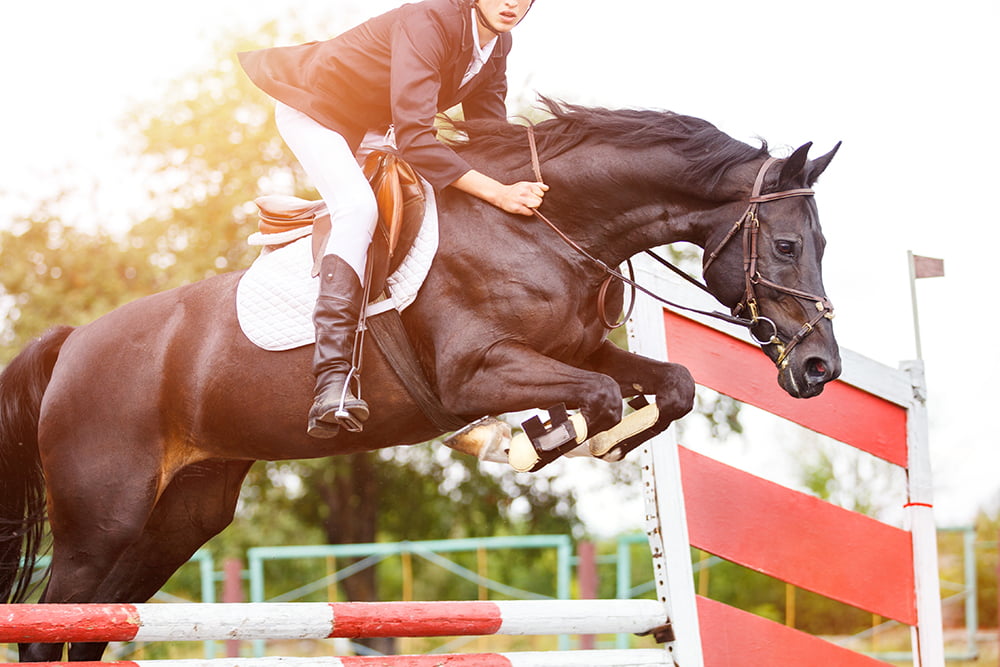 Must See New York Horse Racing Tracks and Horse Shows 3 Must See New York Horse Racing Notable Horse Shows