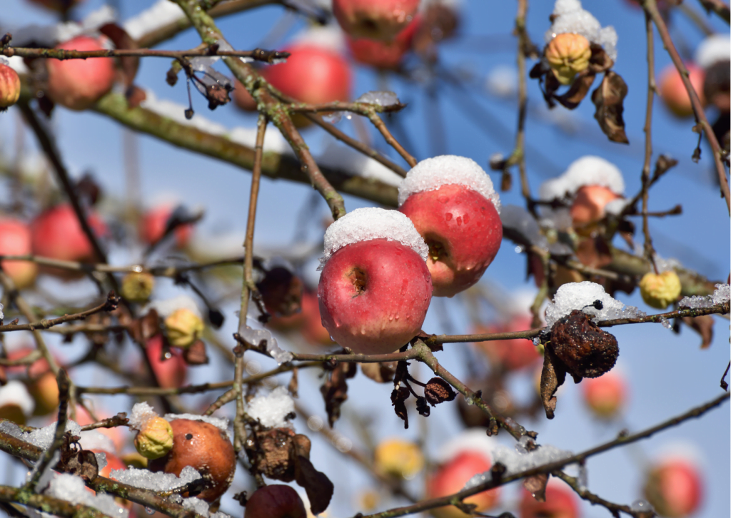 Things to do in Hudson Valley in the Winter Wilklow Orchards