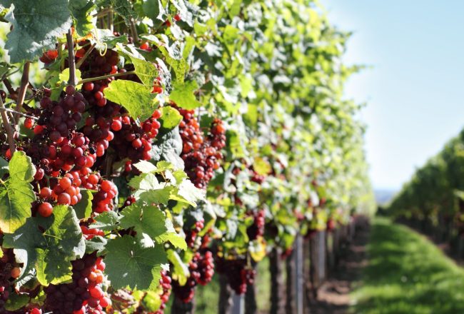 Our Favorite Lake Erie Wine Trails in Western New York