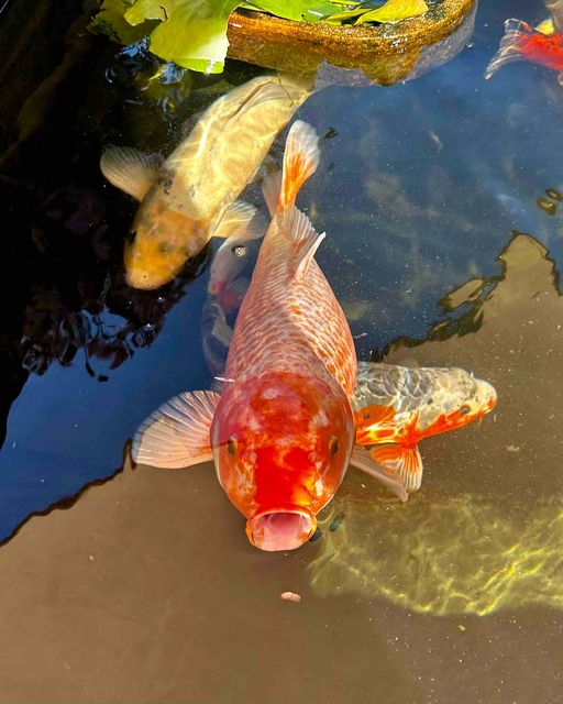 Things to Do in Long Island - Visit Long Island Aquarium