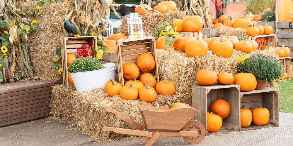 Pumpkin Picking NYC