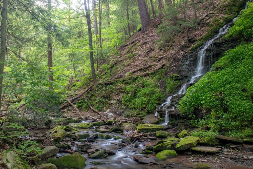 Forest Bathing in New York State surrounded by Catskills woodland scenery