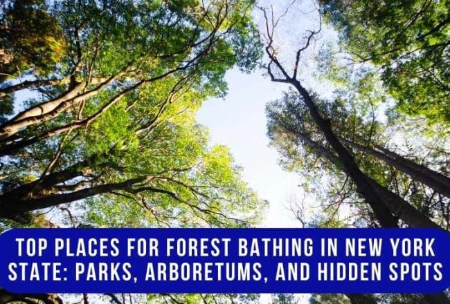 Forest Bathing in New York State along a peaceful wooded trail