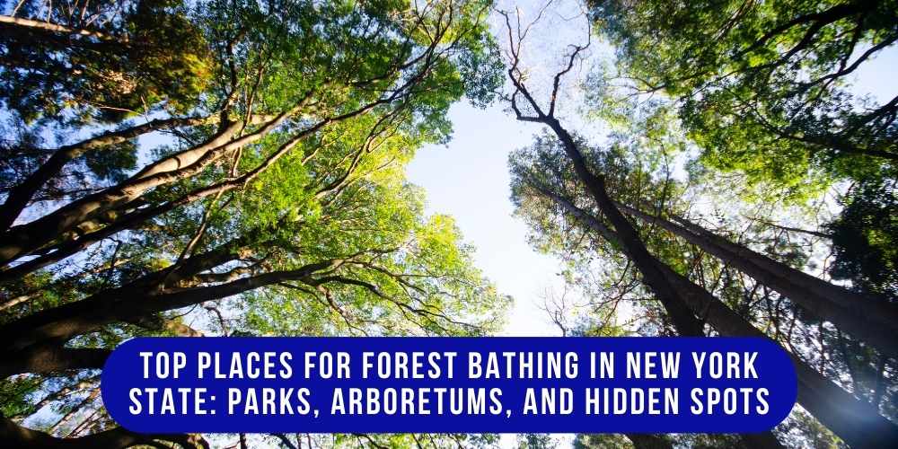Forest Bathing in New York State along a peaceful wooded trail