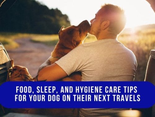 Food, Sleep, and Hygiene Care Tips for Your Dog on Their Next Travels