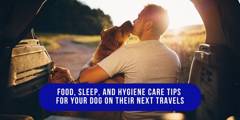 Food, Sleep, and Hygiene Care Tips for Your Dog on Their Next Travels