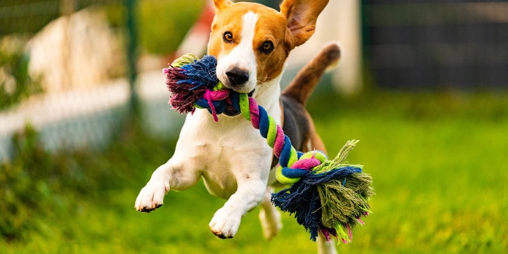 Keep Your Dog Busy and Active