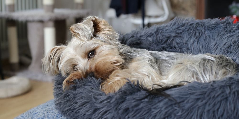 Make Their Sleep Spot Feel Like Home