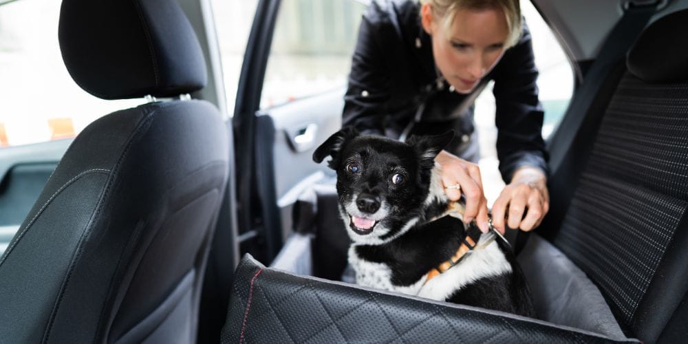 Dog travel tips