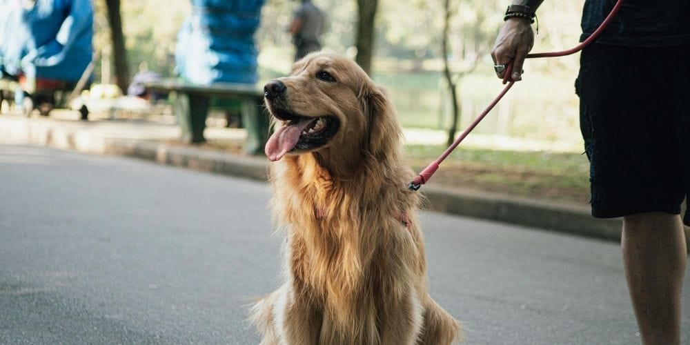 Best Pet Friendly Vacation Rentals You’ll Love 3 Best Locations for Pet-Friendly Stays in New York