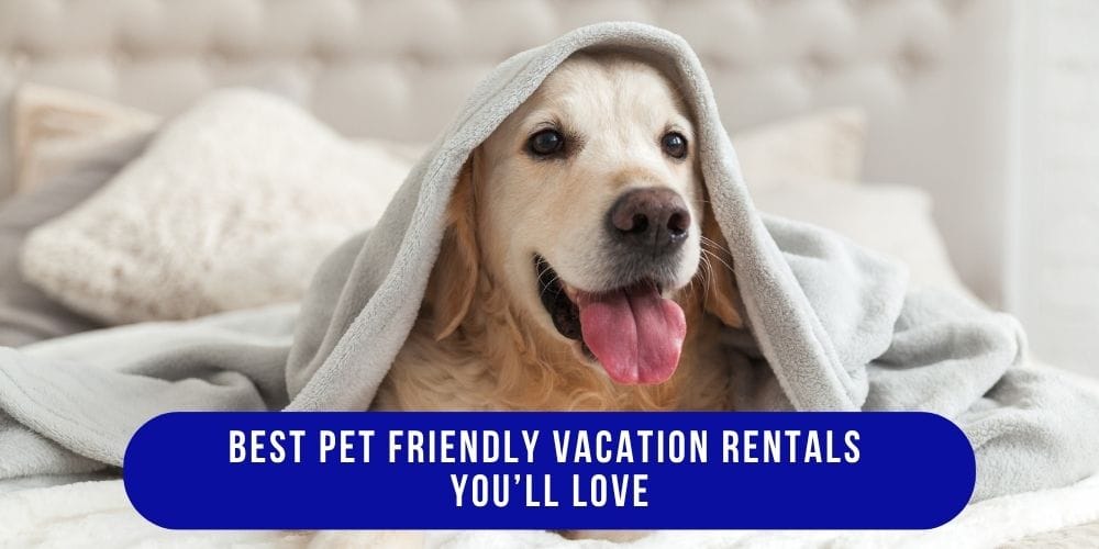 Best Pet Friendly Vacation Rentals Youll Love