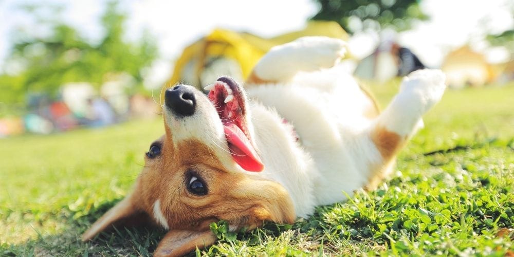 Best Pet Friendly Vacation Rentals You’ll Love 4 Pet-Friendly Rentals for Every Budget