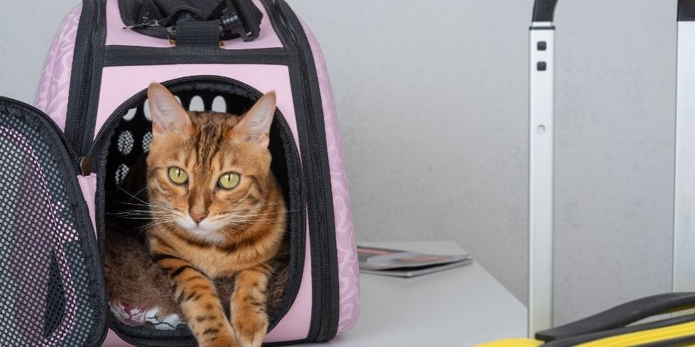 Best Pet Friendly Vacation Rentals You’ll Love 5 Short-Term vs Monthly Pet Friendly Rentals
